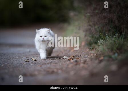 Weiße perserkatze zu Fuß in den Wald neben Zu einigen Büschen Stockfoto