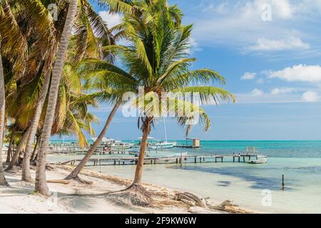 Palmen und Piers auf Caye Caulker Island, Belize Stockfoto