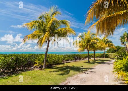 Palmen an einer Küste der Insel Caye Caulker, Belize Stockfoto