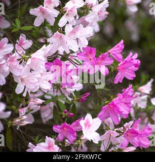 Azaleen blühen im Frühling Stockfoto