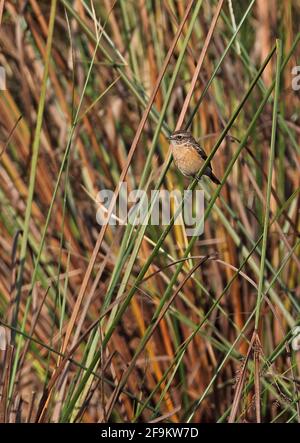 Sibirischer Stonechat (Saxicola maurus) Weibchen im Feuchtgebiet Kalbkrautkrautgrün, Kambodscha Januar Stockfoto