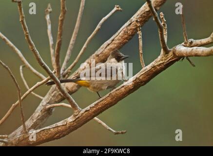 Rußköpfiger Bulbul (Pycnonotus aurigaster germani) Erwachsener, der auf dem Zweighochland Dakdam in Kambodscha thront Januar Stockfoto