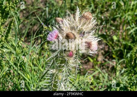 Thistle in einem Feld von Dandilionen Stockfoto