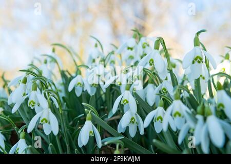 Frühe Schneeglöckchen (Galanthus nivalis). Weicher, selektiver Fokus Stockfoto
