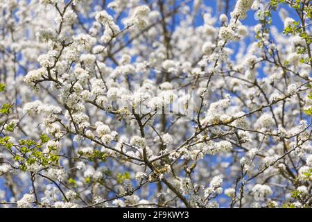 Crick, Northamptonshire, Großbritannien - 19. April 2021: Eine Fülle von weißen Schlehdornblüten (Prunus spinosa) wächst auf moosbedeckten Zweigen in einer Hecke. Stockfoto