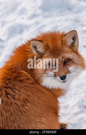 Neugieriger Fuchs posiert in der Natur. Stockfoto