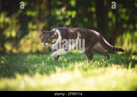 Britisch Kurzhaar Katze durch den Garten schlich Stockfoto