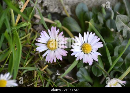 Gänseblümchen (Bellis perennis), weiß und lila. Frühling in Munilla, La D.O., Spanien. Stockfoto