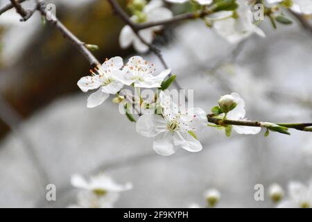 Weiße Blüten der Pflaume (Prunus domestica). Frühling in Munilla, La D.O., Spanien. Stockfoto