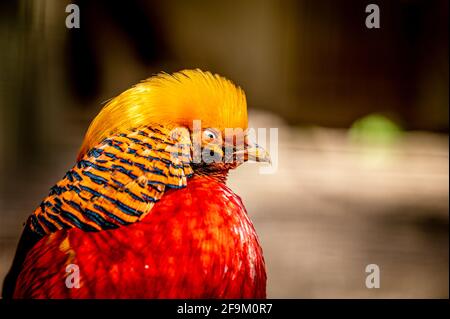 Männlicher Goldfaasant. Chrysolophus pictus. Porträt des chinesischen Phaasans. Regenbogenfaasant. Schönheit in der Natur. Stockfoto