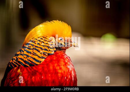 Männlicher Goldfaasant. Chrysolophus pictus. Porträt des chinesischen Phaasans. Regenbogenfaasant. Schönheit in der Natur. Stockfoto