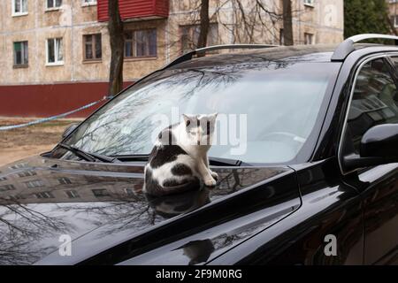 Schwarz-weiße Katze sitzt auf der Kapuze eines Schwarzes Auto Stockfoto