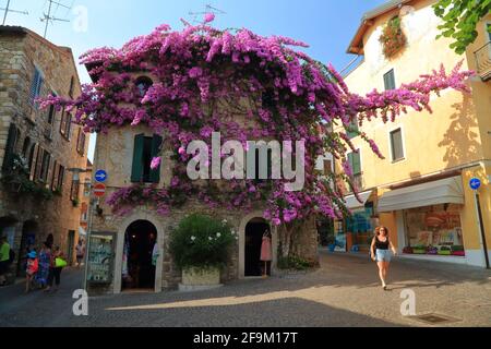 Sirmione, Gardasee. Lila Bougainvillea Blumen im alten Stadthaus. Lago di Garda, Gardasee, Italien Stockfoto