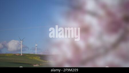 Zusammensetzung von Windturbinen auf dem Land mit rosa Blüten Stockfoto