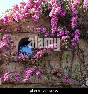 Sirmione, Gardasee. Lila Bougainvillea Blumen im alten Stadthaus. Lago di Garda, Gardasee, Italien Stockfoto