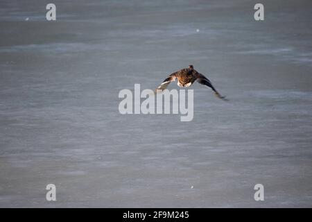 Die Ente spreizte ihre Flügel und fliegt über den gefrorenen see im Winter Stockfoto