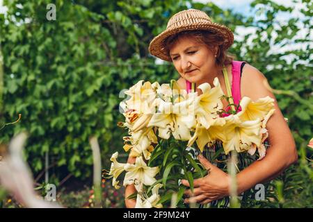 Ältere Frau, die sich im Garten um Blumen kümmert. Gärtner mittleren Alters, der an gelben Lilien riecht. Gartenarbeit im Sommer Stockfoto