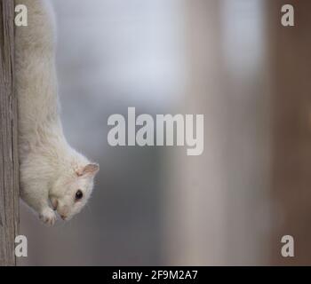 Seltenes Weißes Eichhörnchen Stockfoto