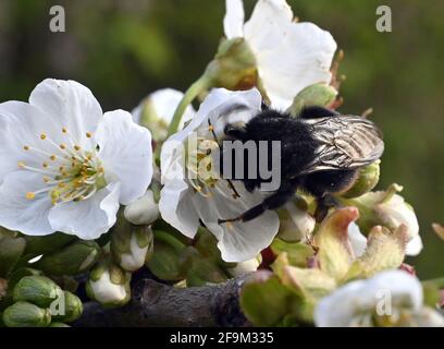 Abbildung zeigt eine Biene auf einem blühenden Kirschbaum, in Sint-Truiden, Region Haspengouw, Limburg, Montag, 19. April 2021. BELGA FOTO ERIC LALMAND Stockfoto