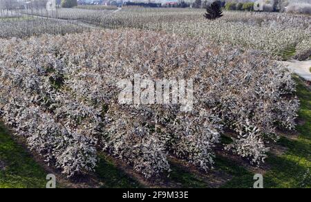 Luftdrohnenbild zeigt ein Feld blühender Kirschbäume, in Sint-Truiden, Region Haspengouw, Limburg, Montag, 19. April 2021. BELGA FOTO ERIC LA Stockfoto