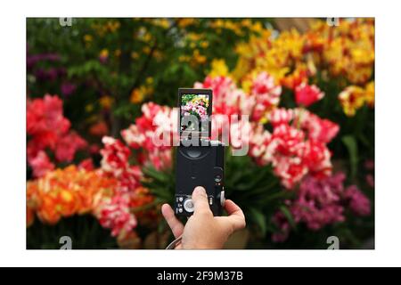 Die Öffentlichkeit genießt einen weiteren schönen Wettertag und schöne Blumen Bei der Chelsea Flower Show 2008 in LondonFoto von David Sandison The Independent Stockfoto