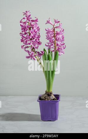 Rosa Hyazinthen auf weißem Marmor Hintergrund mit harten Sonnenlicht, Frühling zwingt Blumen Stockfoto