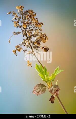 Neue Blätter sprießen im Frühjahr aus dem Zweig der Eichenblatt-Hortensien (Hortensia quercifolia). Alte Blätter und Samenkopf sind noch vom letzten Jahr erhalten. Stockfoto