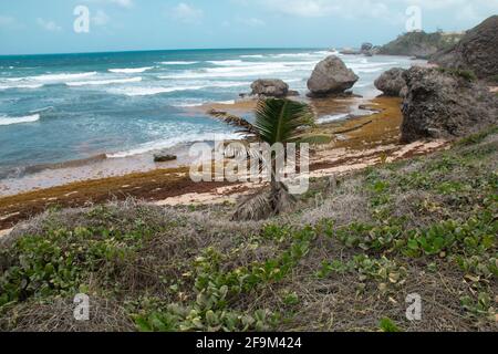 Foto der Straßenansicht des Strandes von Bathsheba an der Ostküste von Barbados. Starke Winde, wehende Palmen, starke brechende Wellen bei Ebbe. Stockfoto