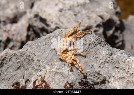 Eine trockene, tote sally lightfoot-Krabbe oder Grapsus-Grapsus-Krabbe sitzt auf einem grauen Felsen am Strand von Bathsheba auf Barbados. Die Karapasse ist weiß und orange, gesprenkelt. Stockfoto