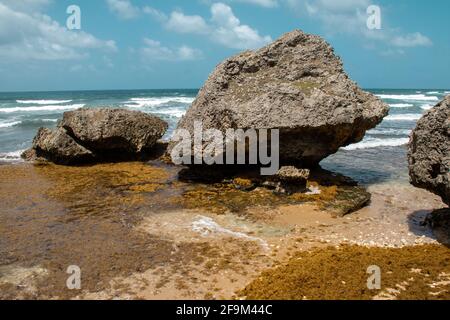 Bild der großen, vom Ozean geschnitzten Felsbrocken am Strand von Bathsheba auf Barbados, umgeben von dicken orange-gelben Sargassum-Algen bei Ebbe. Stockfoto