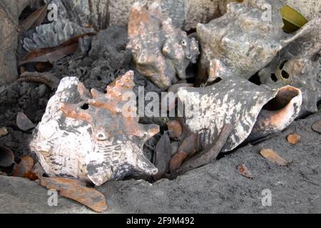 Rosa und weiße Muschelschalen für Erwachsene Königin in einem Barbados-Garten, der mit schwarzem vulkanischem Staub oder Asche vom Soufriere-Vulkan in St. Vincent bedeckt ist. Stockfoto