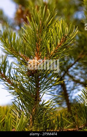 Lodgepole Pine, Pinus contorta, Kegel und Nadeln in Rock Creek Valley in Beartooth Mountains, Beartooth Highway, Montana, USA Stockfoto