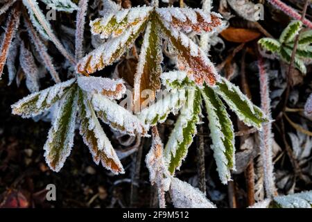 Der frostige Cinquefoil verlässt nach einer kalten Nacht den Beartooth Highway, Montana, USA Stockfoto