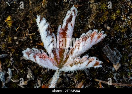 Frostiges Cinquefoil-Blatt nach einer kalten Nacht entlang des Beartooth Highway, Montana, USA Stockfoto