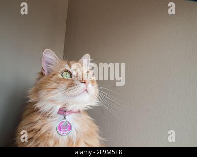 Hauskatze mit grünen Augen Stockfoto