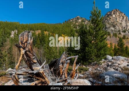 Lodgepole Pine, Pinus contorta, Bäume und verwitterte Baumstümpfe im Rock Creek Valley in Beartooth Mountains, Beartooth Highway, Montana, USA Stockfoto