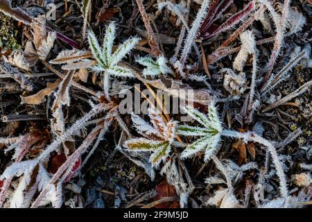 Der frostige Cinquefoil verlässt nach einer kalten Nacht den Beartooth Highway, Montana, USA Stockfoto