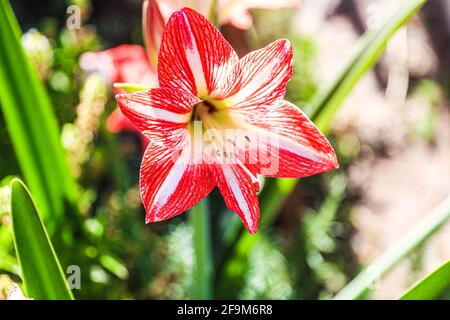 Amaryllis Flammender Pfau, Lilie, Lilie, Rot und Weiß Doppelter Amaryllis, Amaryllis Bulbs, Amaryllis Flowers Amaryllis Plants, Flammender Amaryllis Pfau, Flowers, Pink, Striped, Blütenblätter, Zimmerpflanze, Pflanze, Frühling ... ( Foto von Luis Gutierrez / Norte Photo) Amaryllis Flaming Peacock,Lilium, lirio, Amarilis Doble roja y blanca, Amaryllis Bulbs, Amaryllis Flowers Amaryllis Plants, pavo real llameante de la amarilis, las flores, Rosa, a rayas, pétalos, planta de interior, planta, primavera ... (Foto von Luis Gutierrez / Norte Photo) Stockfoto