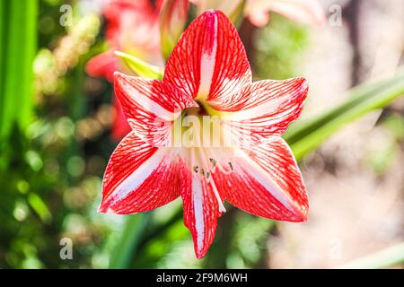 Amaryllis Flammender Pfau, Lilie, Lilie, Rot und Weiß Doppelter Amaryllis, Amaryllis Bulbs, Amaryllis Flowers Amaryllis Plants, Flammender Amaryllis Pfau, Flowers, Pink, Striped, Blütenblätter, Zimmerpflanze, Pflanze, Frühling ... ( Foto von Luis Gutierrez / Norte Photo) Amaryllis Flaming Peacock,Lilium, lirio, Amarilis Doble roja y blanca, Amaryllis Bulbs, Amaryllis Flowers Amaryllis Plants, pavo real llameante de la amarilis, las flores, Rosa, a rayas, pétalos, planta de interior, planta, primavera ... (Foto von Luis Gutierrez / Norte Photo) Stockfoto