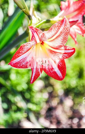 Amaryllis Flammender Pfau, Lilie, Lilie, Rot und Weiß Doppelter Amaryllis, Amaryllis Bulbs, Amaryllis Flowers Amaryllis Plants, Flammender Amaryllis Pfau, Flowers, Pink, Striped, Blütenblätter, Zimmerpflanze, Pflanze, Frühling ... ( Foto von Luis Gutierrez / Norte Photo) Amaryllis Flaming Peacock,Lilium, lirio, Amarilis Doble roja y blanca, Amaryllis Bulbs, Amaryllis Flowers Amaryllis Plants, pavo real llameante de la amarilis, las flores, Rosa, a rayas, pétalos, planta de interior, planta, primavera ... (Foto von Luis Gutierrez / Norte Photo) Stockfoto