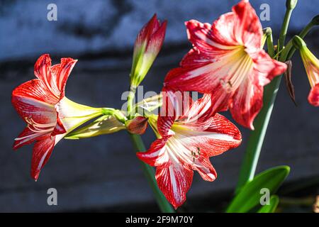 Amaryllis Flammender Pfau, Lilie, Lilie, Rot und Weiß Doppelter Amaryllis, Amaryllis Bulbs, Amaryllis Flowers Amaryllis Plants, Flammender Amaryllis Pfau, Flowers, Pink, Striped, Blütenblätter, Zimmerpflanze, Pflanze, Frühling ... ( Foto von Luis Gutierrez / Norte Photo) Amaryllis Flaming Peacock,Lilium, lirio, Amarilis Doble roja y blanca, Amaryllis Bulbs, Amaryllis Flowers Amaryllis Plants, pavo real llameante de la amarilis, las flores, Rosa, a rayas, pétalos, planta de interior, planta, primavera ... (Foto von Luis Gutierrez / Norte Photo) Stockfoto