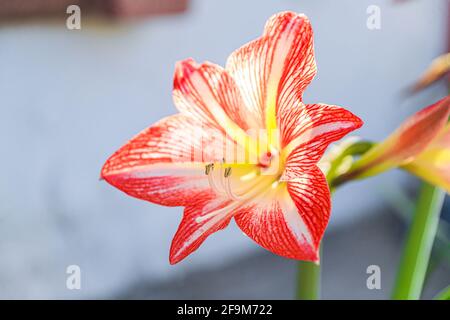 Amaryllis Flammender Pfau, Lilie, Lilie, Rot und Weiß Doppelter Amaryllis, Amaryllis Bulbs, Amaryllis Flowers Amaryllis Plants, Flammender Amaryllis Pfau, Flowers, Pink, Striped, Blütenblätter, Zimmerpflanze, Pflanze, Frühling ... ( Foto von Luis Gutierrez / Norte Photo) Amaryllis Flaming Peacock,Lilium, lirio, Amarilis Doble roja y blanca, Amaryllis Bulbs, Amaryllis Flowers Amaryllis Plants, pavo real llameante de la amarilis, las flores, Rosa, a rayas, pétalos, planta de interior, planta, primavera ... (Foto von Luis Gutierrez / Norte Photo) Stockfoto