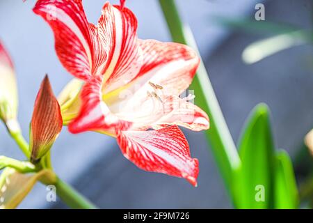 Amaryllis Flammender Pfau, Lilie, Lilie, Rot und Weiß Doppelter Amaryllis, Amaryllis Bulbs, Amaryllis Flowers Amaryllis Plants, Flammender Amaryllis Pfau, Flowers, Pink, Striped, Blütenblätter, Zimmerpflanze, Pflanze, Frühling ... ( Foto von Luis Gutierrez / Norte Photo) Amaryllis Flaming Peacock,Lilium, lirio, Amarilis Doble roja y blanca, Amaryllis Bulbs, Amaryllis Flowers Amaryllis Plants, pavo real llameante de la amarilis, las flores, Rosa, a rayas, pétalos, planta de interior, planta, primavera ... (Foto von Luis Gutierrez / Norte Photo) Stockfoto