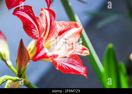 Amaryllis Flammender Pfau, Lilie, Lilie, Rot und Weiß Doppelter Amaryllis, Amaryllis Bulbs, Amaryllis Flowers Amaryllis Plants, Flammender Amaryllis Pfau, Flowers, Pink, Striped, Blütenblätter, Zimmerpflanze, Pflanze, Frühling ... ( Foto von Luis Gutierrez / Norte Photo) Amaryllis Flaming Peacock,Lilium, lirio, Amarilis Doble roja y blanca, Amaryllis Bulbs, Amaryllis Flowers Amaryllis Plants, pavo real llameante de la amarilis, las flores, Rosa, a rayas, pétalos, planta de interior, planta, primavera ... (Foto von Luis Gutierrez / Norte Photo) Stockfoto