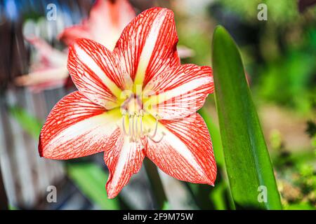 Amaryllis Flammender Pfau, Lilie, Lilie, Rot und Weiß Doppelter Amaryllis, Amaryllis Bulbs, Amaryllis Flowers Amaryllis Plants, Flammender Amaryllis Pfau, Flowers, Pink, Striped, Blütenblätter, Zimmerpflanze, Pflanze, Frühling ... ( Foto von Luis Gutierrez / Norte Photo) Amaryllis Flaming Peacock,Lilium, lirio, Amarilis Doble roja y blanca, Amaryllis Bulbs, Amaryllis Flowers Amaryllis Plants, pavo real llameante de la amarilis, las flores, Rosa, a rayas, pétalos, planta de interior, planta, primavera ... (Foto von Luis Gutierrez / Norte Photo) Stockfoto