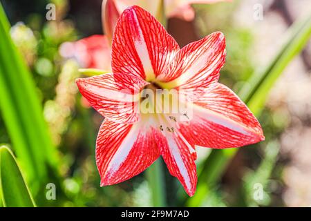 Amaryllis Flammender Pfau, Lilie, Lilie, Rot und Weiß Doppelter Amaryllis, Amaryllis Bulbs, Amaryllis Flowers Amaryllis Plants, Flammender Amaryllis Pfau, Flowers, Pink, Striped, Blütenblätter, Zimmerpflanze, Pflanze, Frühling ... ( Foto von Luis Gutierrez / Norte Photo) Amaryllis Flaming Peacock,Lilium, lirio, Amarilis Doble roja y blanca, Amaryllis Bulbs, Amaryllis Flowers Amaryllis Plants, pavo real llameante de la amarilis, las flores, Rosa, a rayas, pétalos, planta de interior, planta, primavera ... (Foto von Luis Gutierrez / Norte Photo) Stockfoto