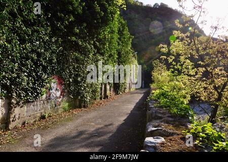 Herbstblätter fallen und Baumfarben auf der Straße Stockfoto