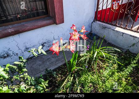 Amaryllis Flammender Pfau, Lilie, Lilie, Rot und Weiß Doppelter Amaryllis, Amaryllis Bulbs, Amaryllis Flowers Amaryllis Plants, Flammender Amaryllis Pfau, Flowers, Pink, Striped, Blütenblätter, Zimmerpflanze, Pflanze, Frühling ... ( Foto von Luis Gutierrez / Norte Photo) Amaryllis Flaming Peacock,Lilium, lirio, Amarilis Doble roja y blanca, Amaryllis Bulbs, Amaryllis Flowers Amaryllis Plants, pavo real llameante de la amarilis, las flores, Rosa, a rayas, pétalos, planta de interior, planta, primavera ... (Foto von Luis Gutierrez / Norte Photo) Stockfoto