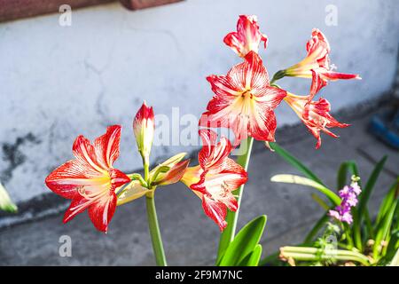 Amaryllis Flammender Pfau, Lilie, Lilie, Rot und Weiß Doppelter Amaryllis, Amaryllis Bulbs, Amaryllis Flowers Amaryllis Plants, Flammender Amaryllis Pfau, Flowers, Pink, Striped, Blütenblätter, Zimmerpflanze, Pflanze, Frühling ... ( Foto von Luis Gutierrez / Norte Photo) Amaryllis Flaming Peacock,Lilium, lirio, Amarilis Doble roja y blanca, Amaryllis Bulbs, Amaryllis Flowers Amaryllis Plants, pavo real llameante de la amarilis, las flores, Rosa, a rayas, pétalos, planta de interior, planta, primavera ... (Foto von Luis Gutierrez / Norte Photo) Stockfoto