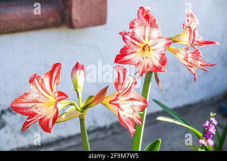 Amaryllis Flammender Pfau, Lilie, Lilie, Rot und Weiß Doppelter Amaryllis, Amaryllis Bulbs, Amaryllis Flowers Amaryllis Plants, Flammender Amaryllis Pfau, Flowers, Pink, Striped, Blütenblätter, Zimmerpflanze, Pflanze, Frühling ... ( Foto von Luis Gutierrez / Norte Photo) Amaryllis Flaming Peacock,Lilium, lirio, Amarilis Doble roja y blanca, Amaryllis Bulbs, Amaryllis Flowers Amaryllis Plants, pavo real llameante de la amarilis, las flores, Rosa, a rayas, pétalos, planta de interior, planta, primavera ... (Foto von Luis Gutierrez / Norte Photo) Stockfoto
